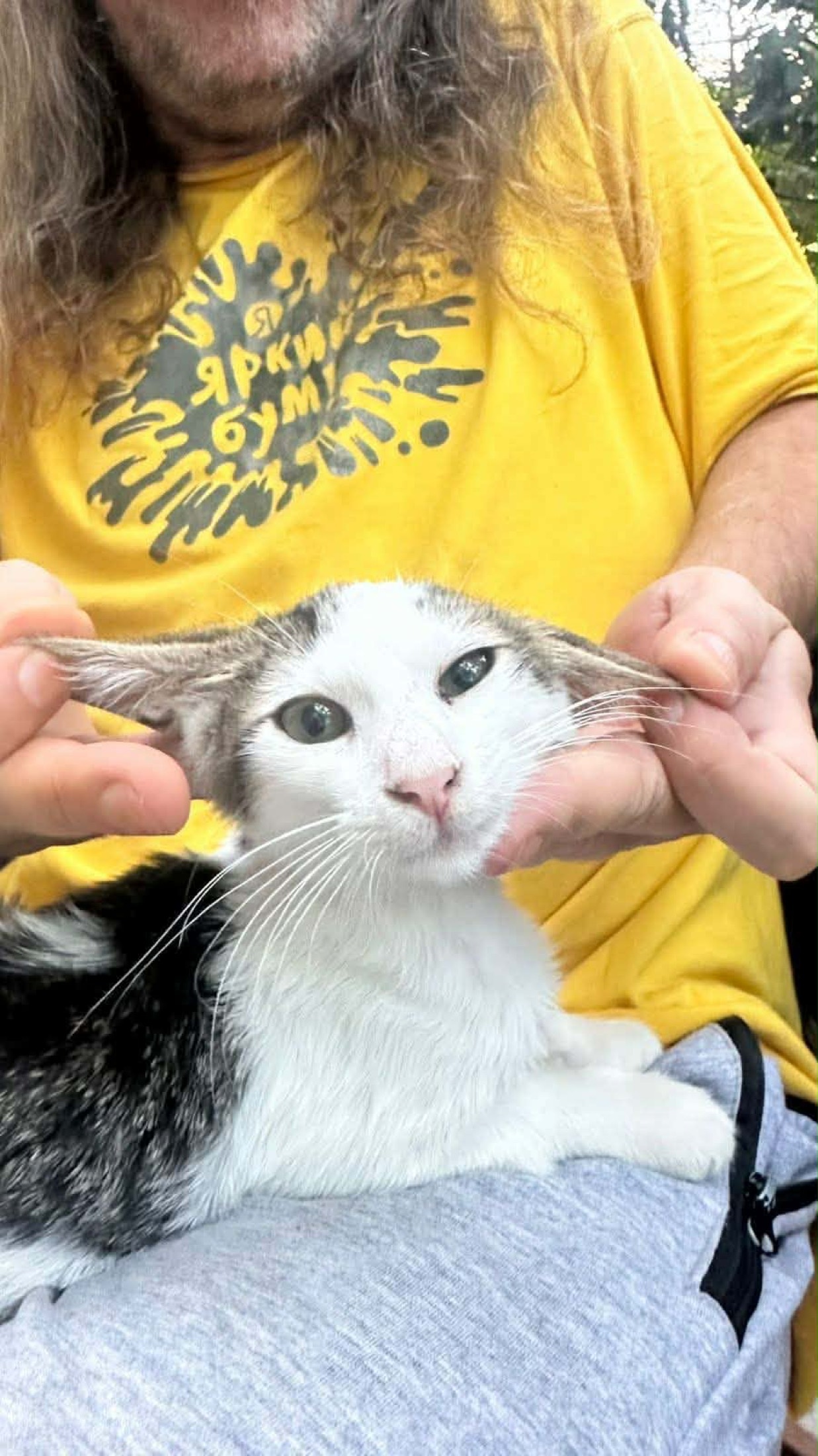Кошка Картошка